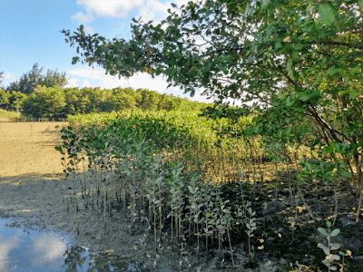 Ecomuseu Natural do Mangue